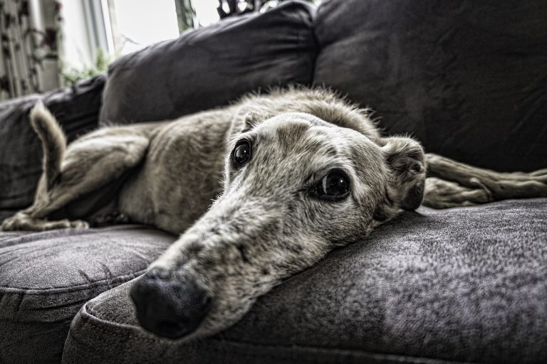 Appartements de vacances et animaux de compagnie
