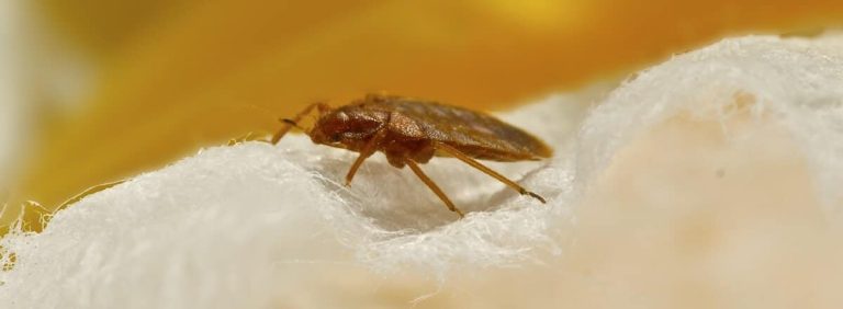Comment les éviter et s’en débarrasser ?  (kata)